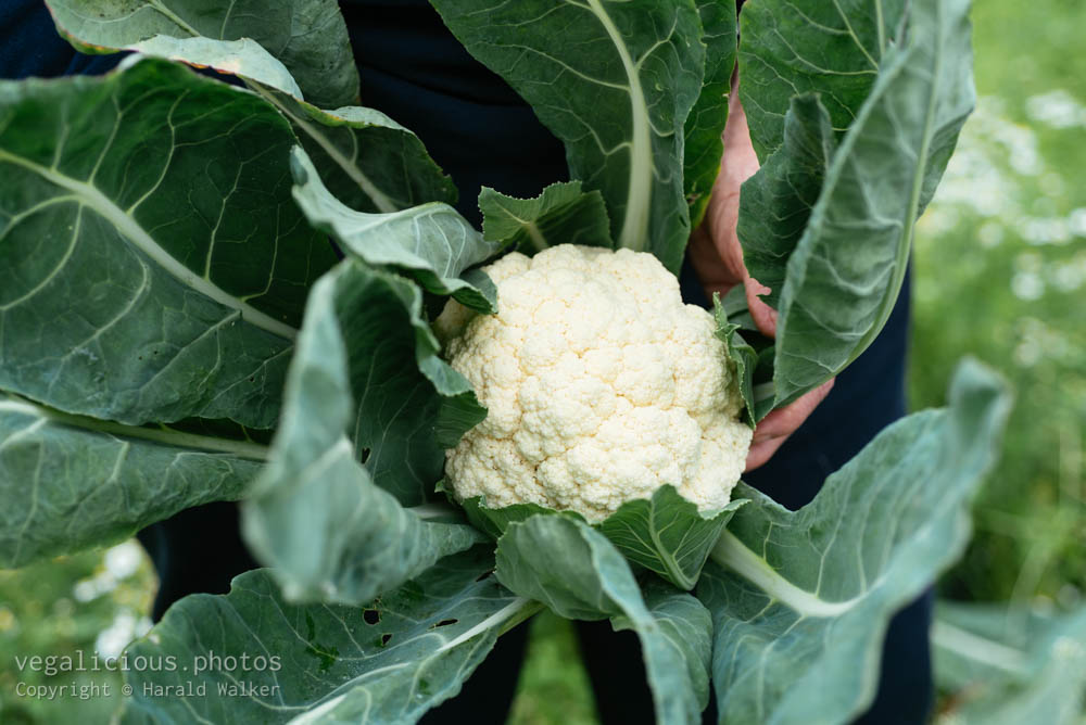 Stock photo of Harvested cauliflower
