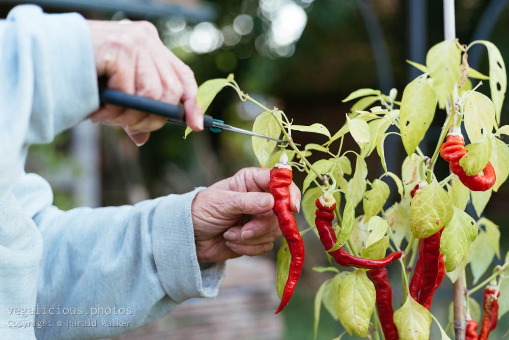 Stock photo of Harvesting cayenne pepper