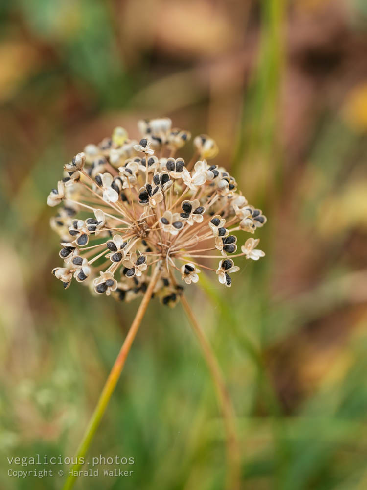 Stock photo of Garlic chives seed head