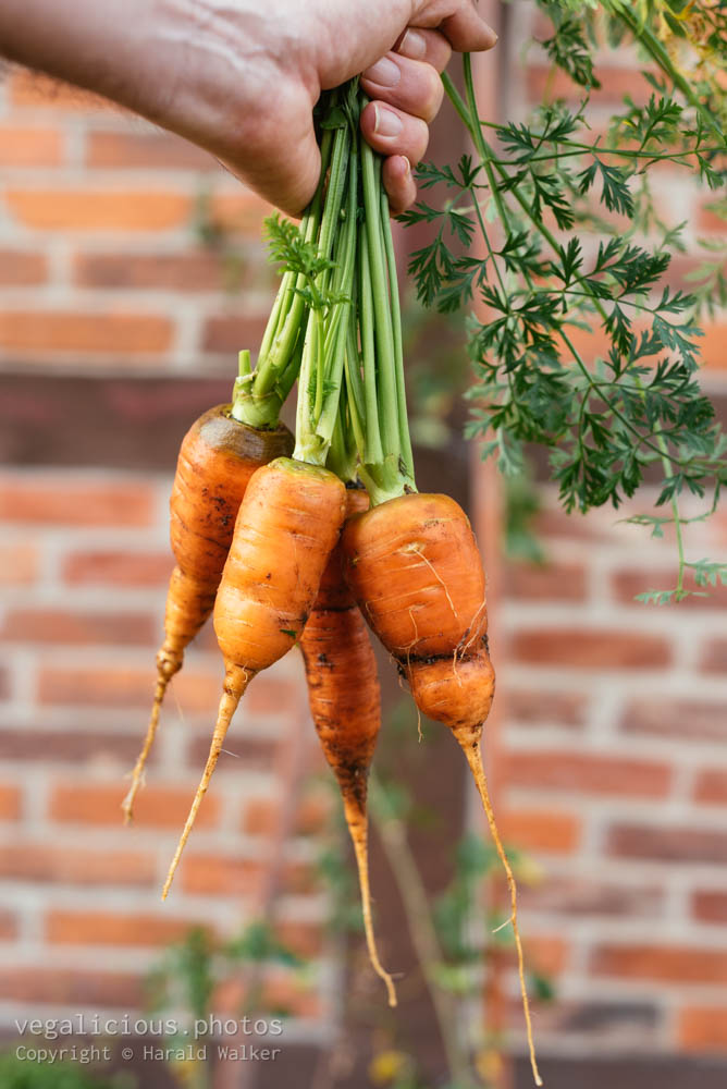 Stock photo of Fresh carrots