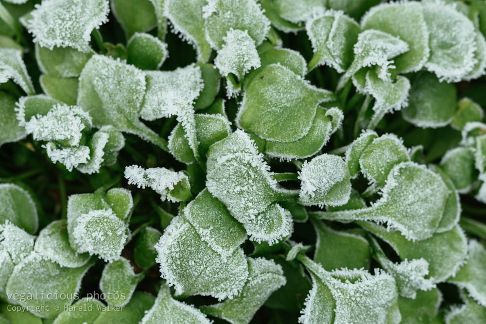 Stock photo of Winter purslane with frost