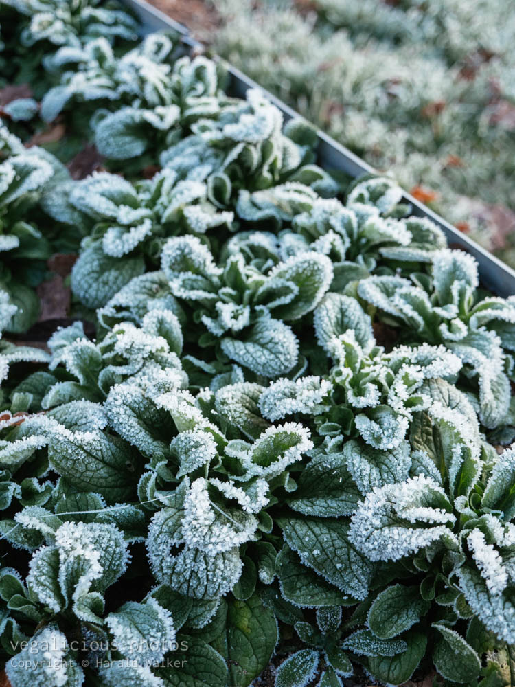 Stock photo of Corn salad with frost