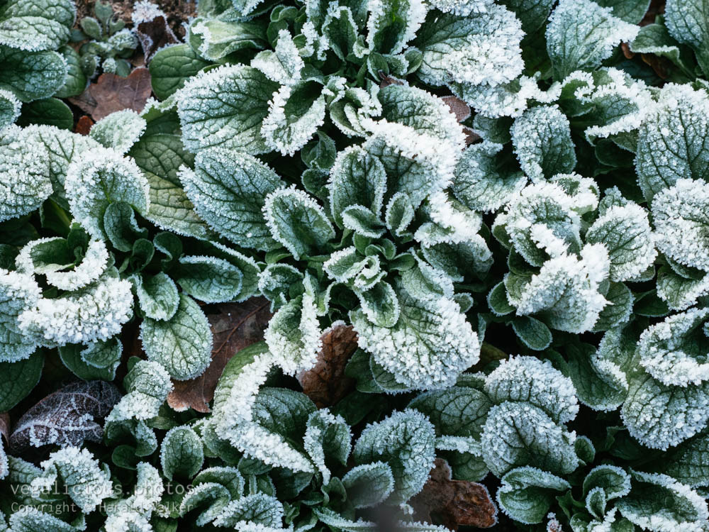 Stock photo of Corn salad with frost