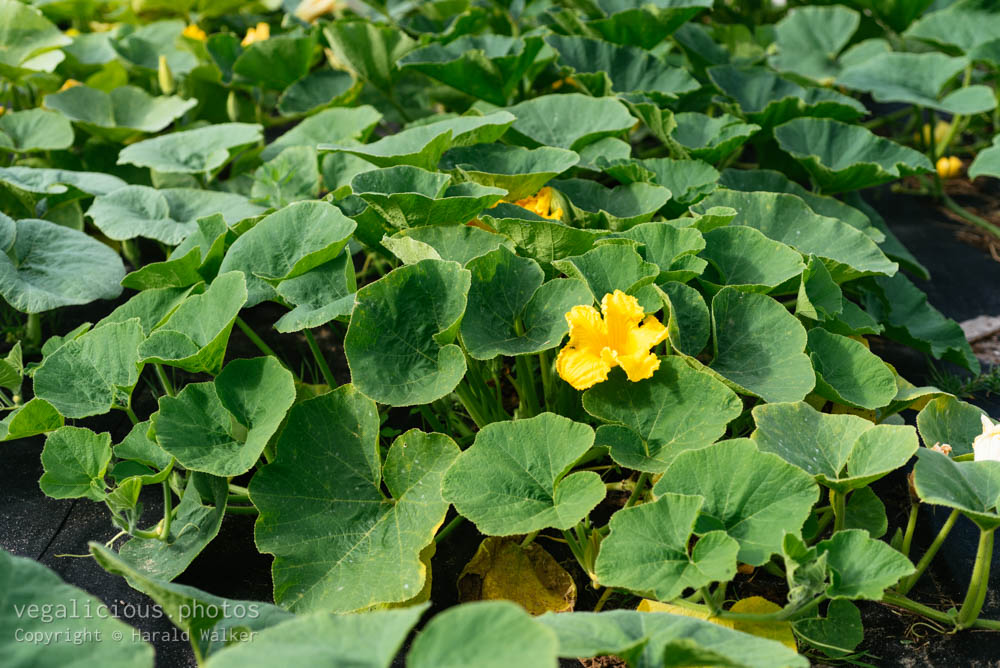 Stock photo of Squash patch
