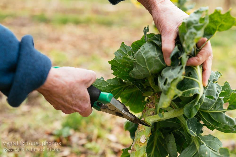 Stock photo of Harvesting Brussels sprouts tops