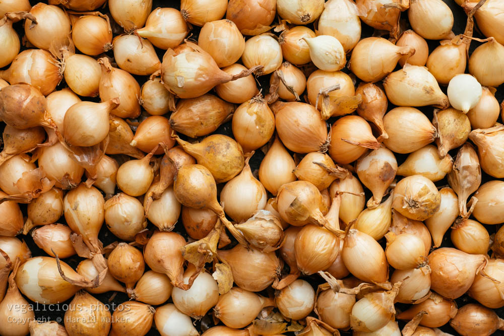 Stock photo of ‘Stuttgarter Giant’ onion sets