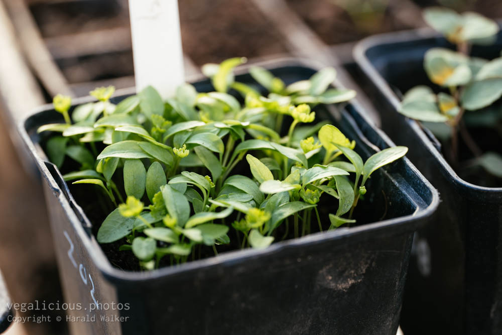 Stock photo of Parsley seedlings