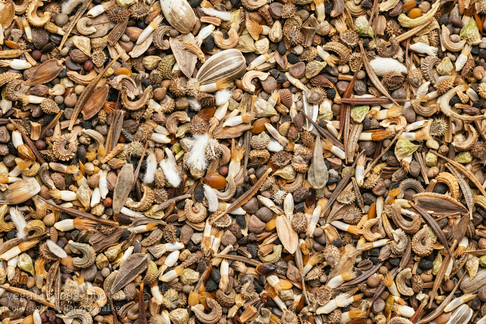 Stock photo of Wild flower seeds
