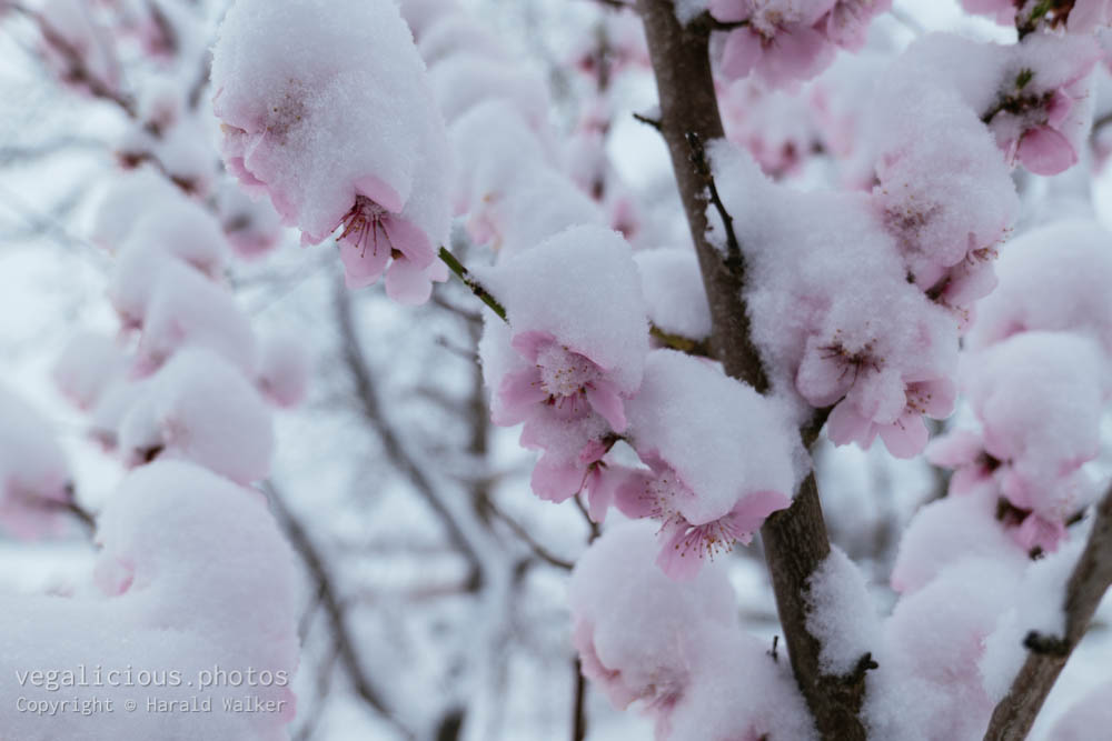 Stock photo of Almond blossom with snow
