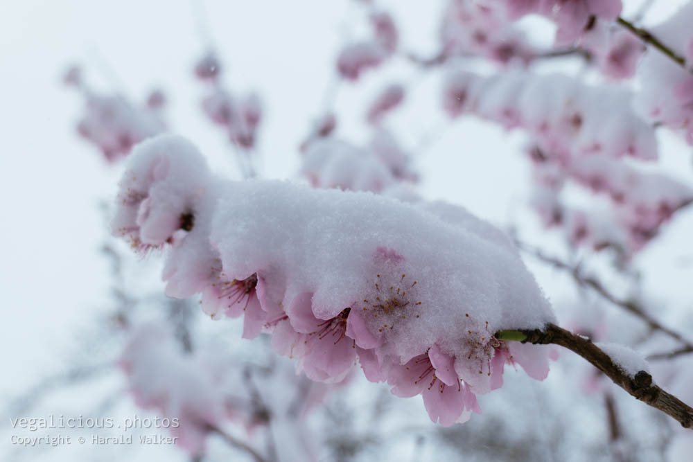 Stock photo of Almond blossom with snow