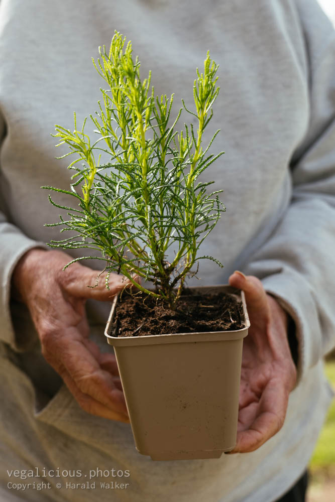 Stock photo of Olive herb