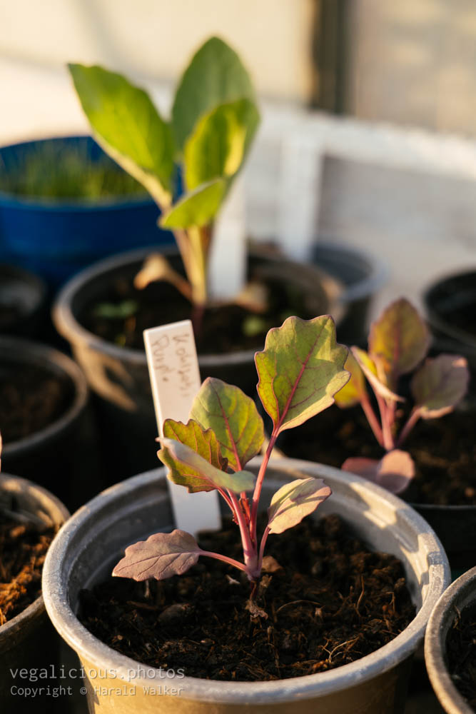 Stock photo of Purple kohlrabi seedling