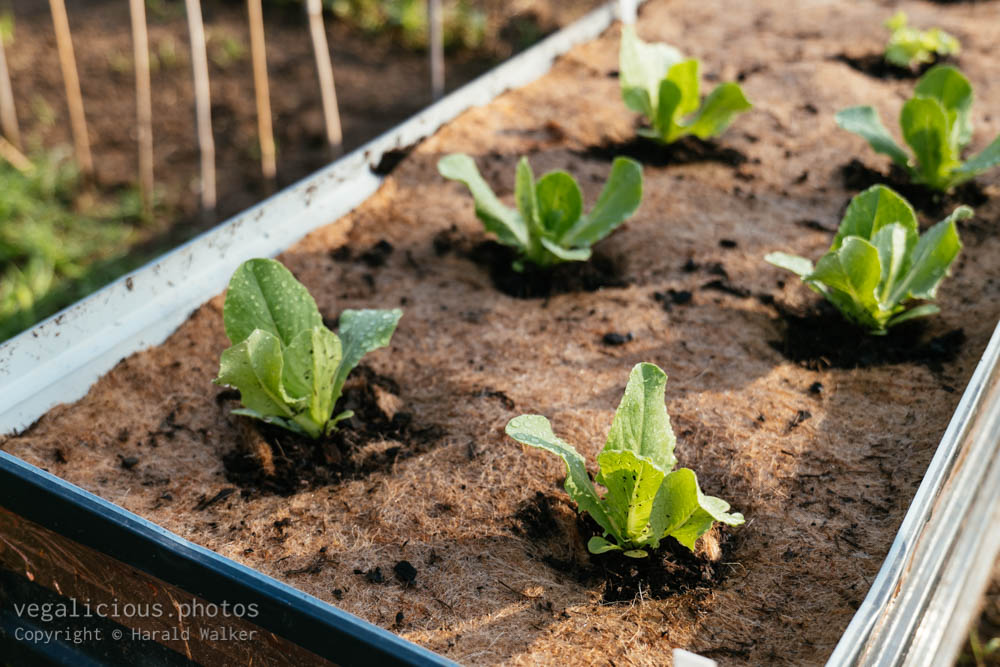 Stock photo of Lettuces with raised bed mat