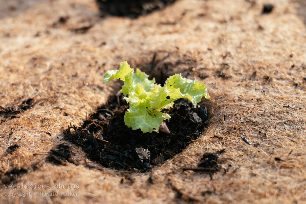 Stock photo of Lettuce with raised bed mat