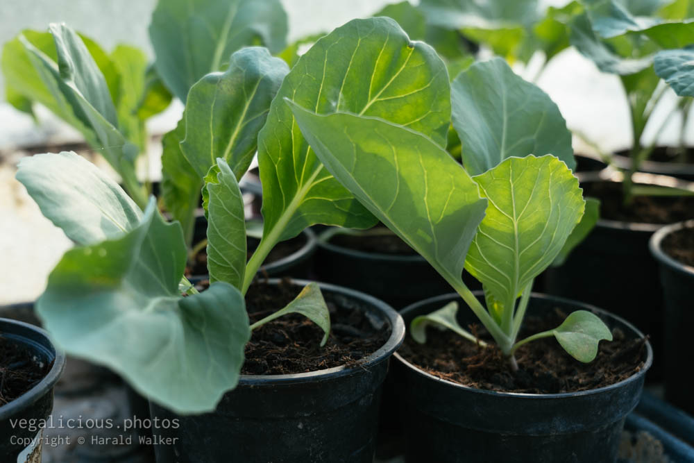 Stock photo of White cabbage seedlings