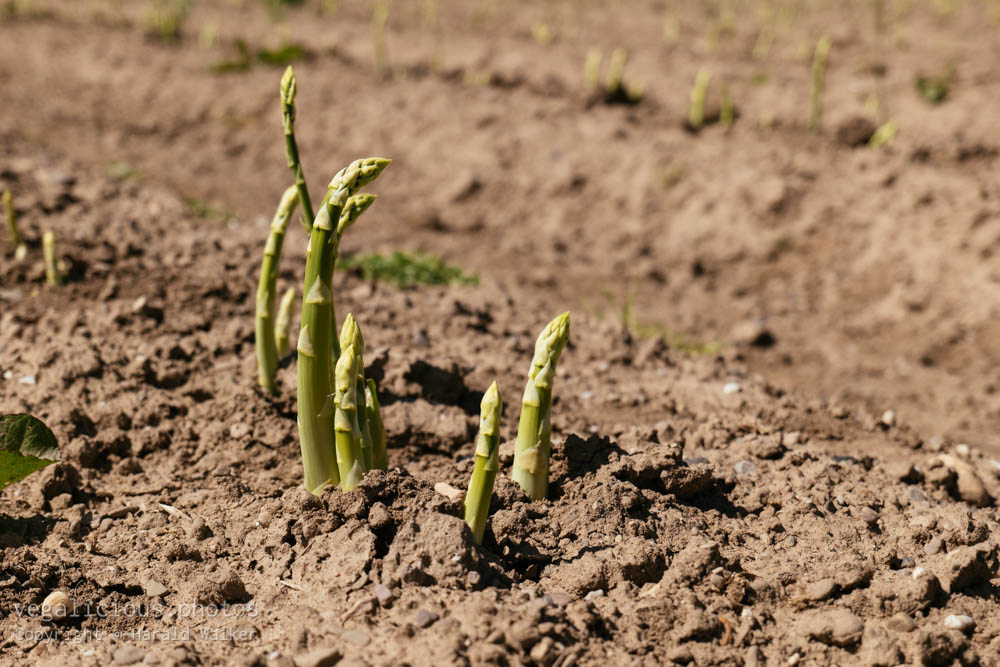 Stock photo of Green asparagus shoots