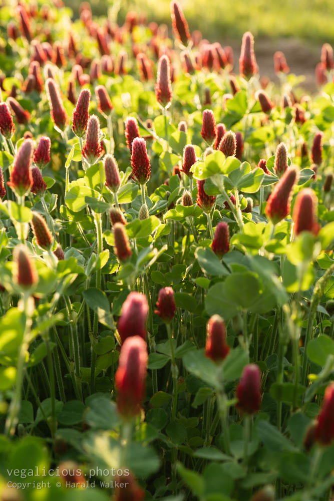 Stock photo of Crimson clover
