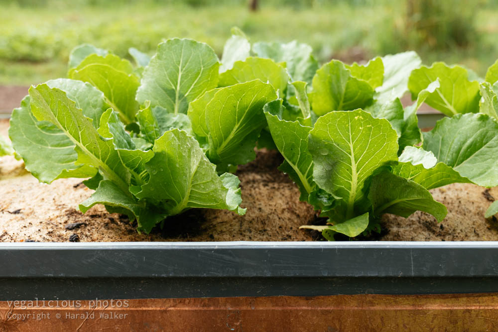 Stock photo of Valmaine Romaine Lettuce Plants
