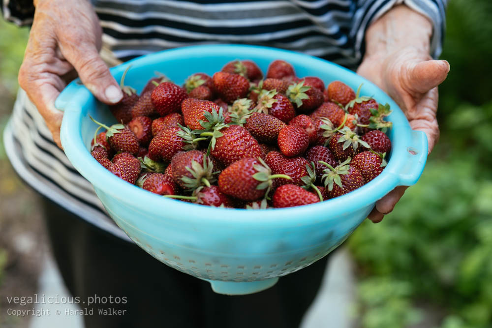 Stock photo of Fresh strawberries