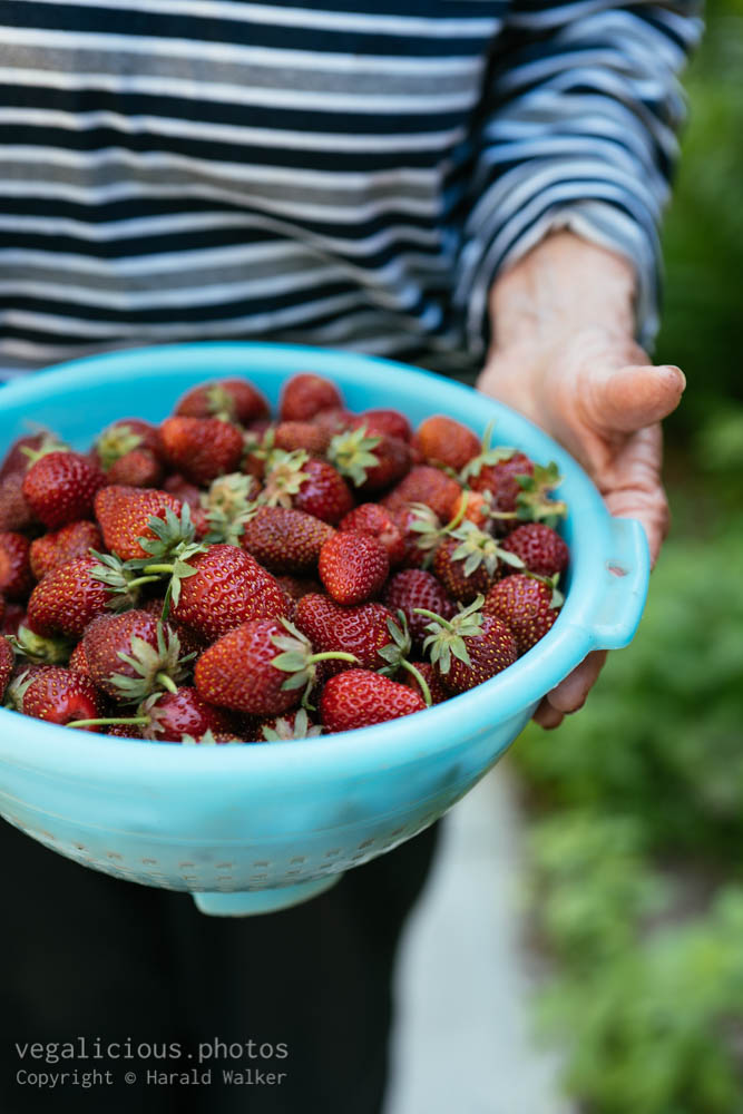 Stock photo of Fresh strawberries