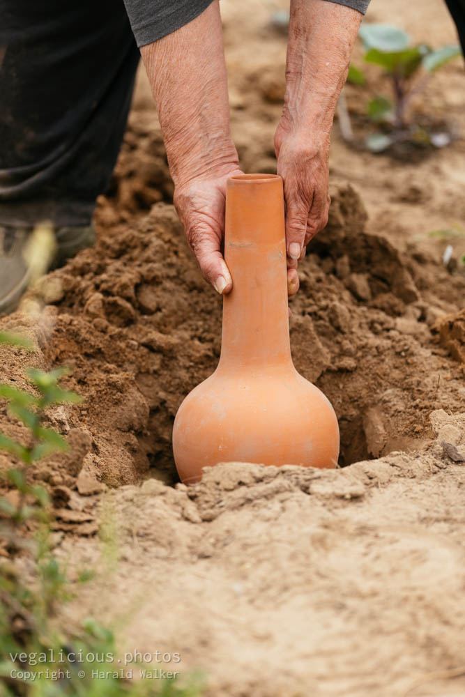 Stock photo of Installing an olla clay pot