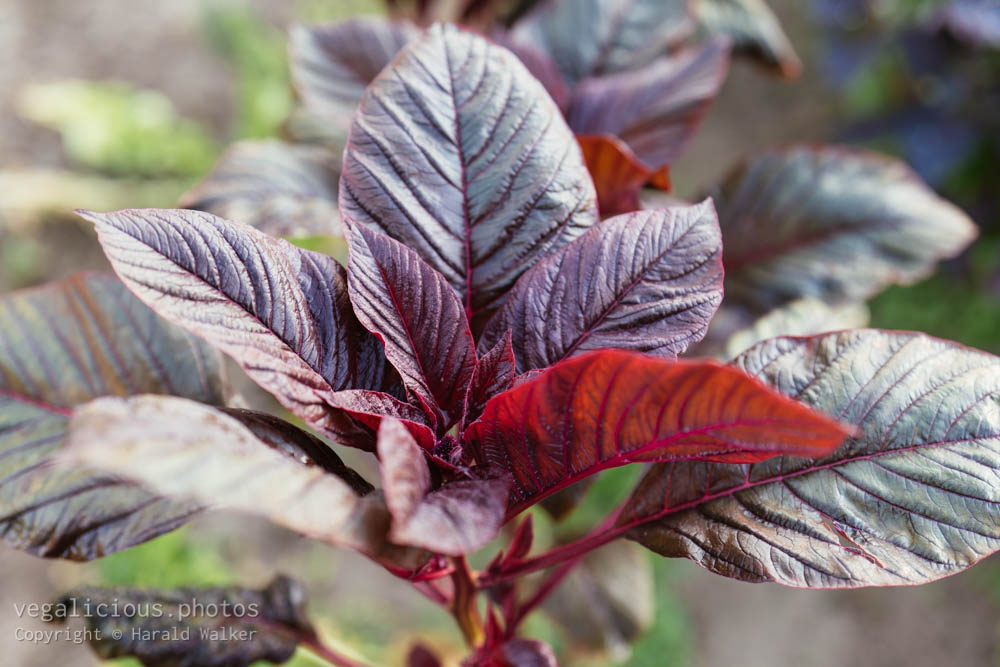 Stock photo of Red amaranth