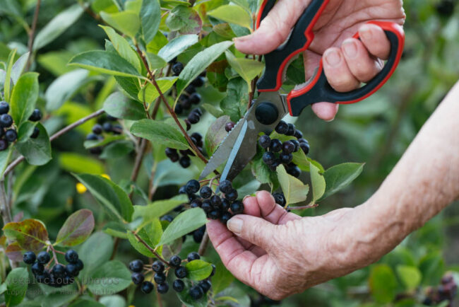 when to harvest aronia berries