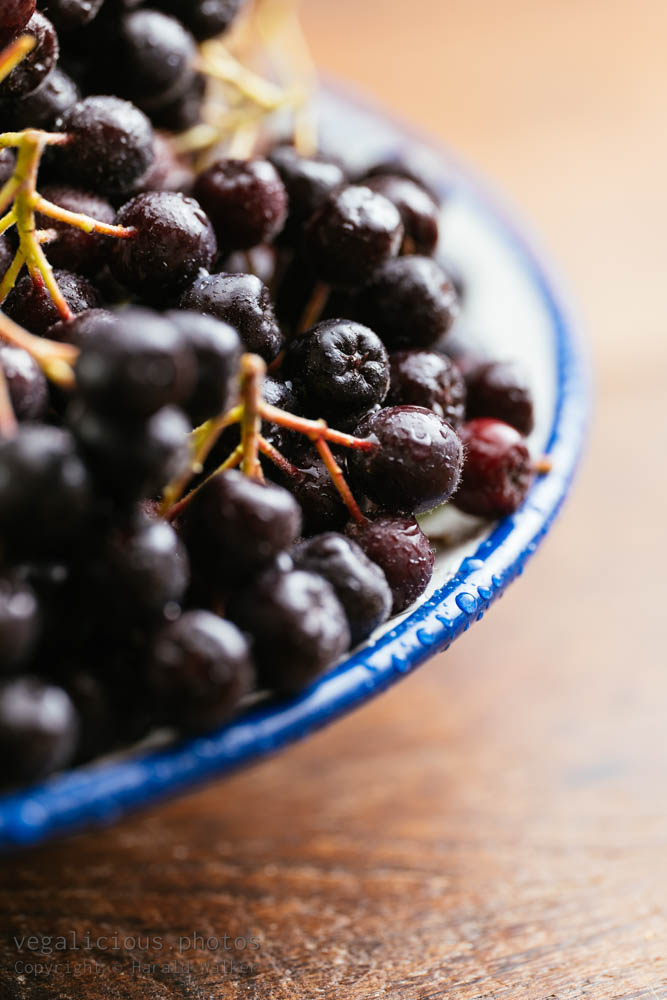 Stock photo of Aronia berries
