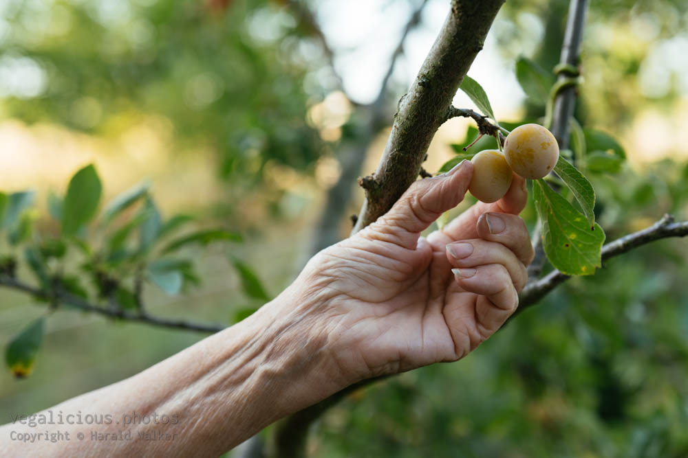 Stock photo of Harvesting mirabelle plums