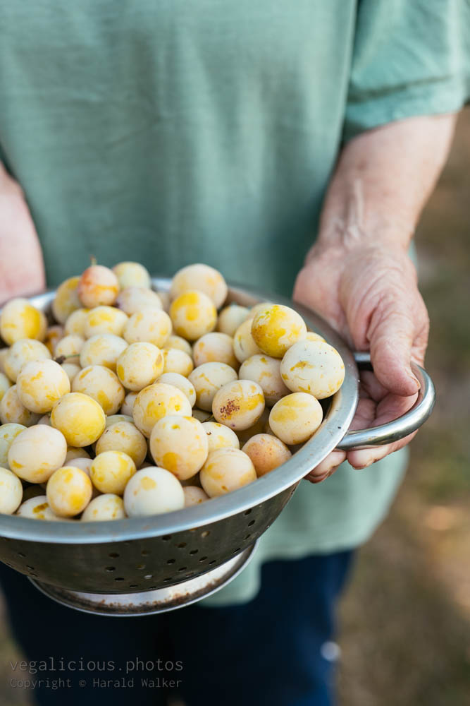 Stock photo of Fresh mirabelle plums