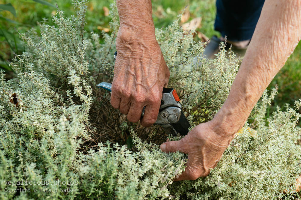 Stock photo of Harvesting thyme