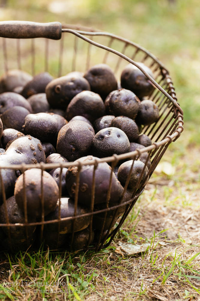 Stock photo of Blue Swede potatoes