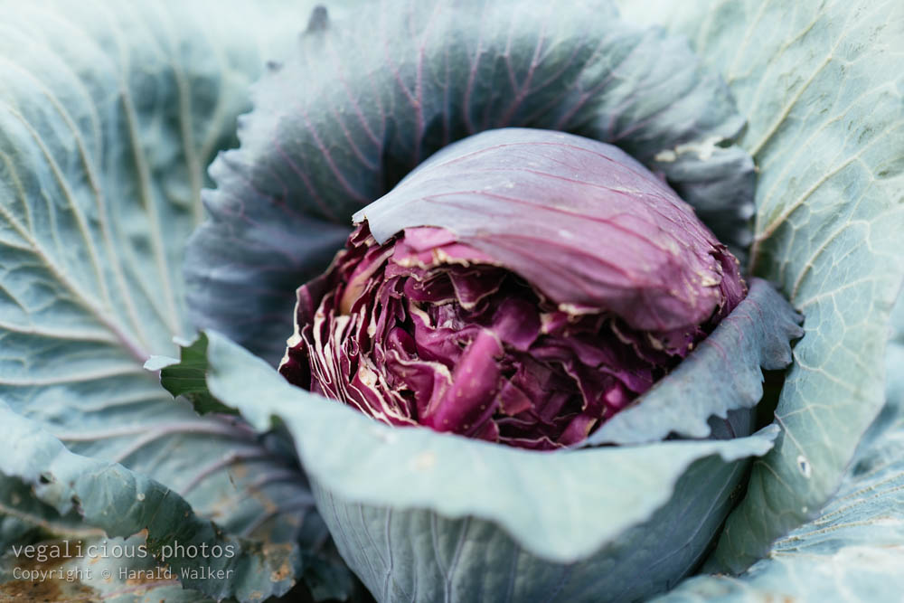 Stock photo of Red cabbage with split head