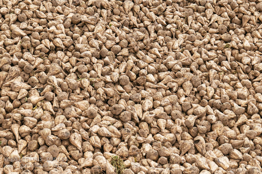 Stock photo of Sugar beets