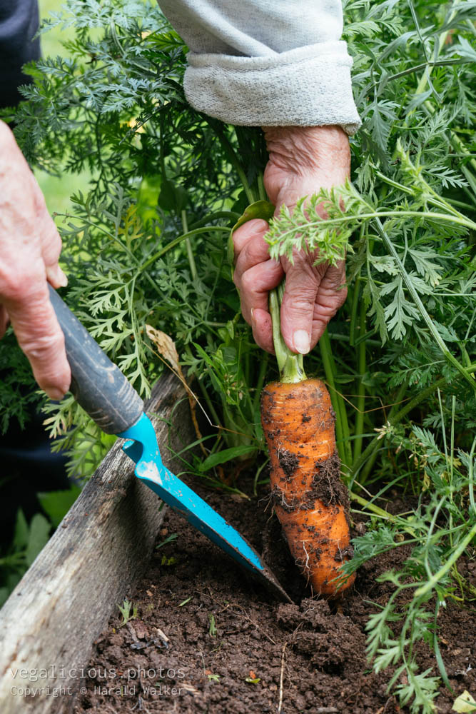 Stock photo of Harvesting a carrot