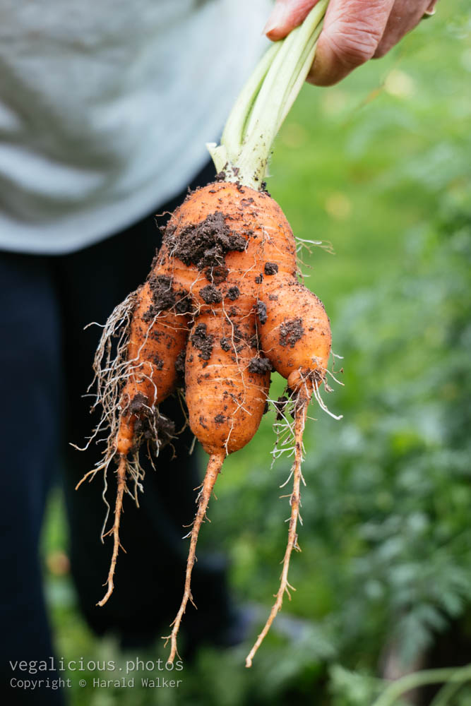 Stock photo of Malformed carrot