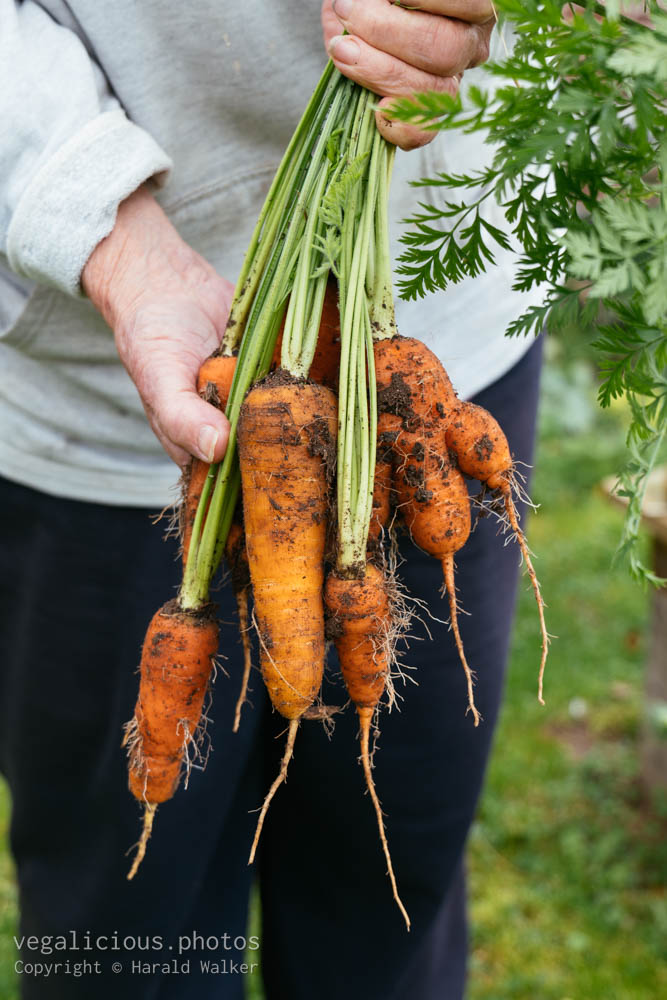 Stock photo of Carrot harvest