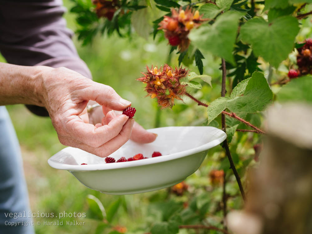 Stock photo of Harvesting Japanese Wineberries