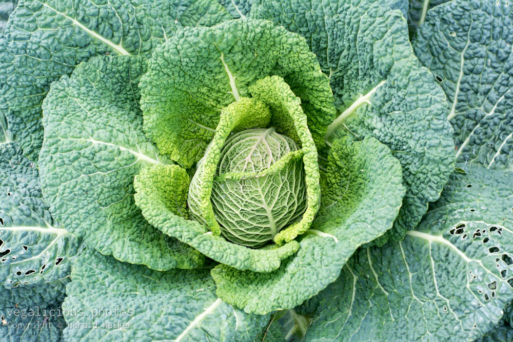 Stock photo of Savoy cabbage