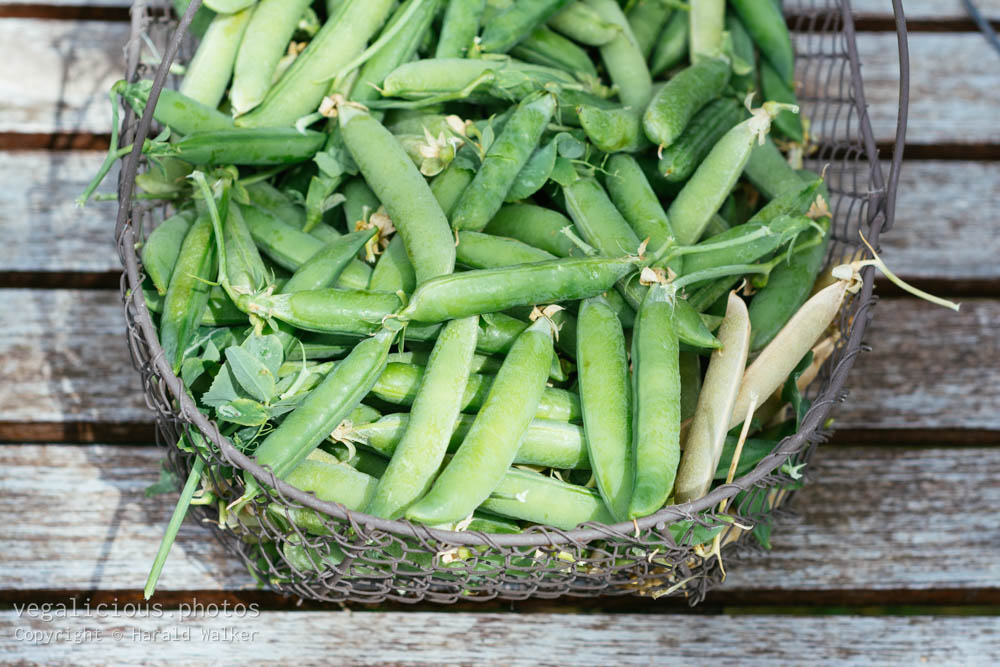 Stock photo of Basket full of peas