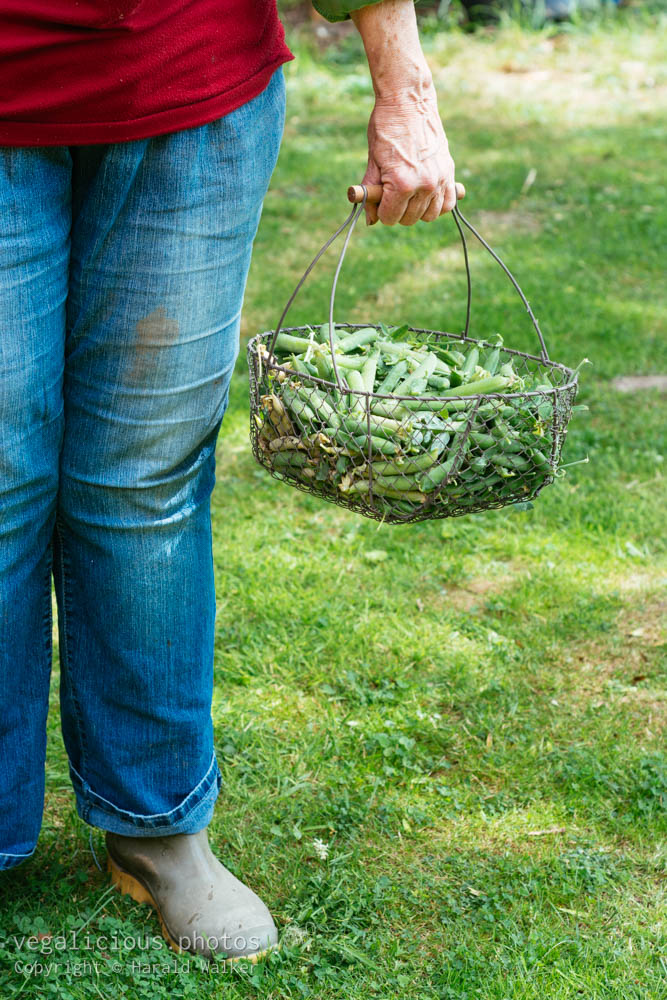 Stock photo of Basket with pea pods