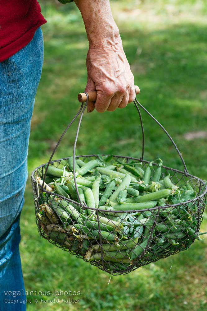 Stock photo of Basket with pea pods