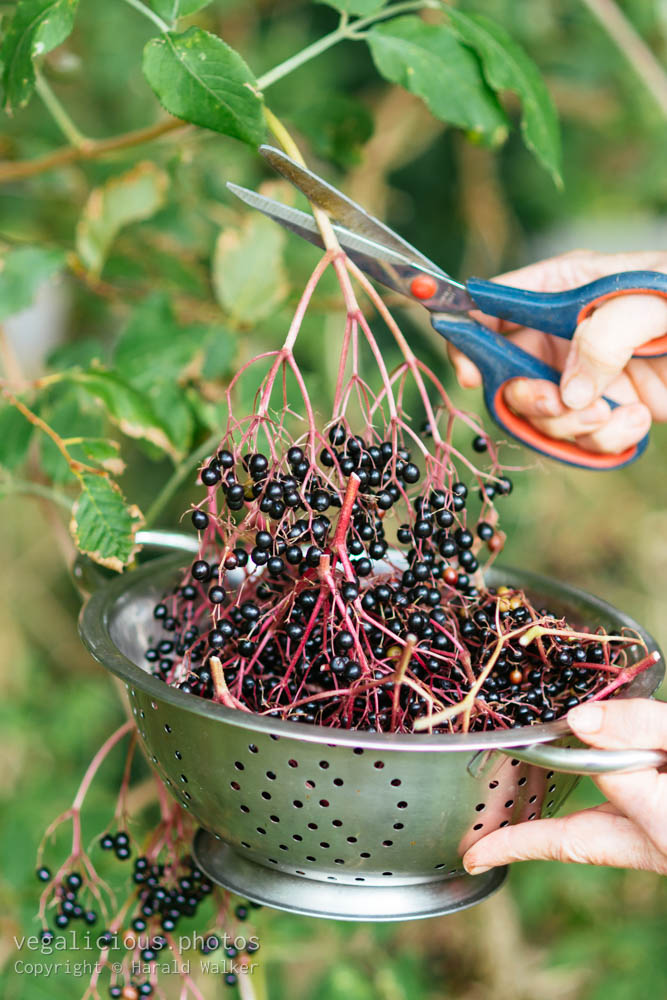 Stock photo of Harvesting elderberries