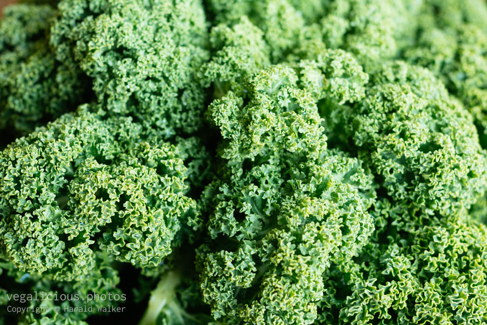 Stock photo of Curly kale
