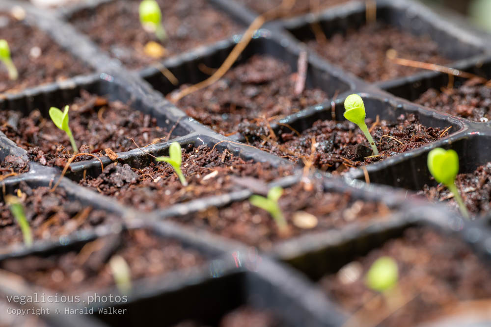Stock photo of Lettuce seedlings