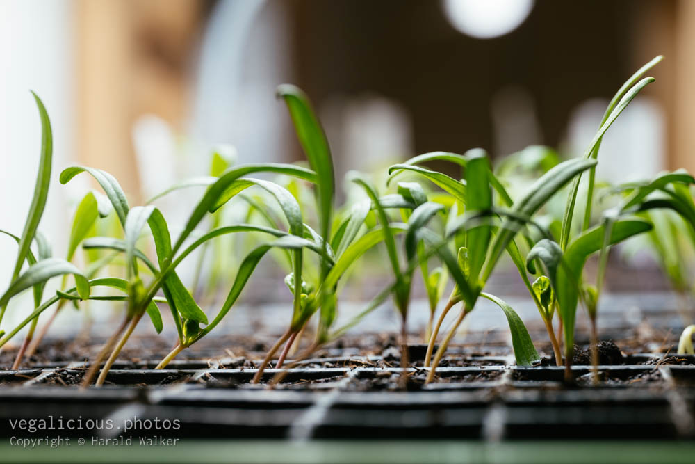 Stock photo of Spinach seedlings