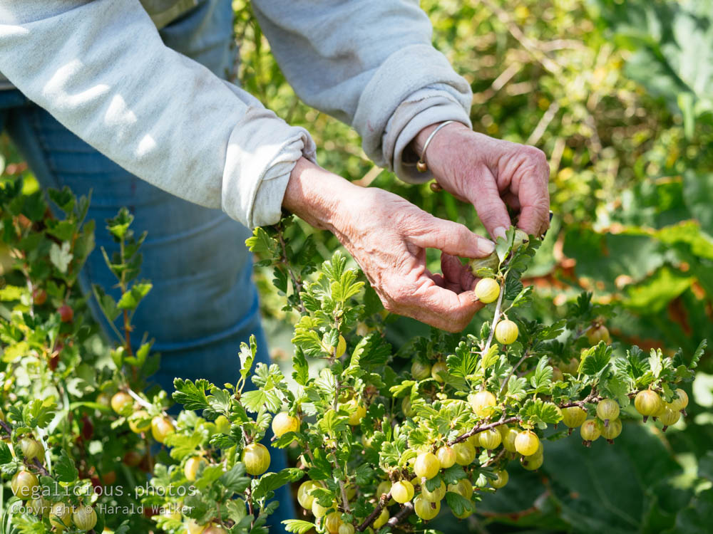 Stock photo of Gooseberry harvest