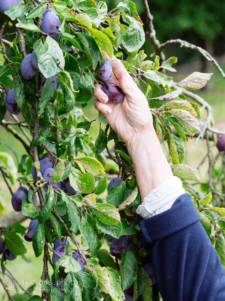 Stock photo of Harvesting plums