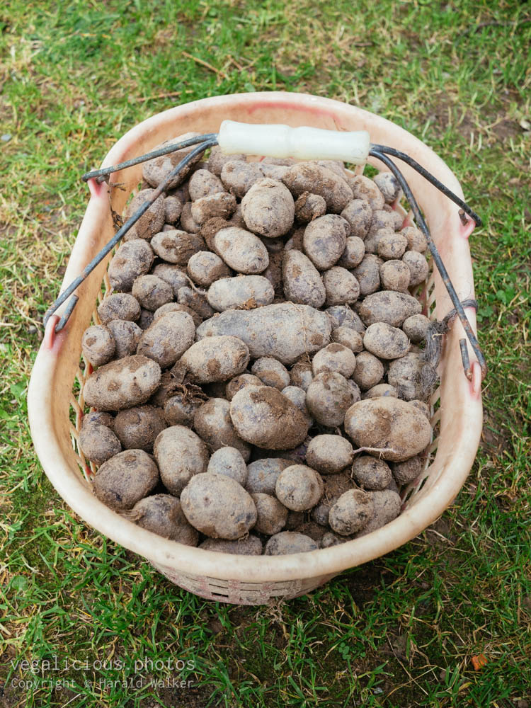 Stock photo of Purple potatoes