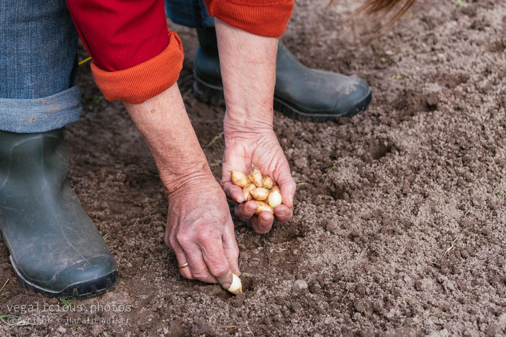 Stock photo of Planting onions
